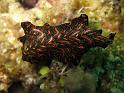 planaire de Bedford - Pseudobiceros bedfordi